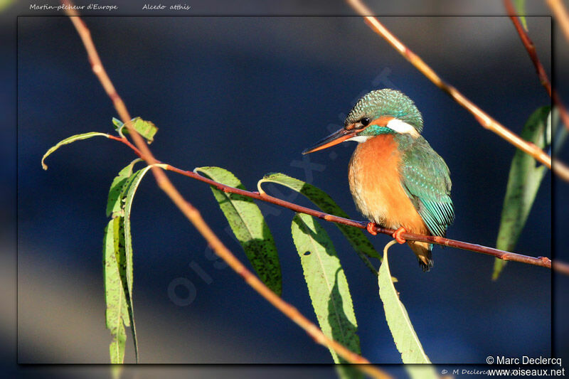 Common Kingfisher female, identification