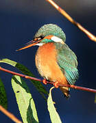 Common Kingfisher