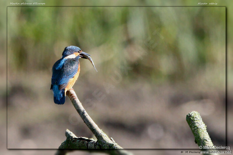 Martin-pêcheur d'Europe, identification, régime