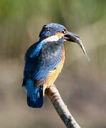 Common Kingfisher