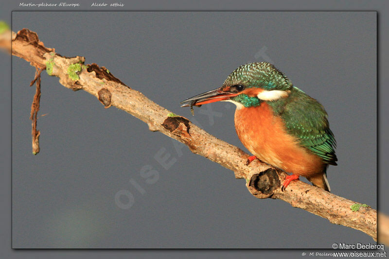 Common Kingfisher