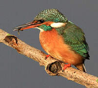 Common Kingfisher