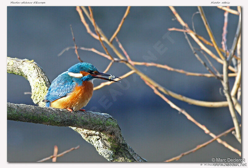 Martin-pêcheur d'Europe, identification