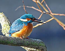 Common Kingfisher