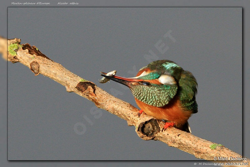 Common Kingfisher