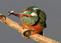 Common Kingfisher