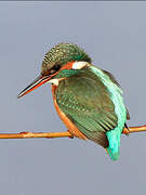 Common Kingfisher