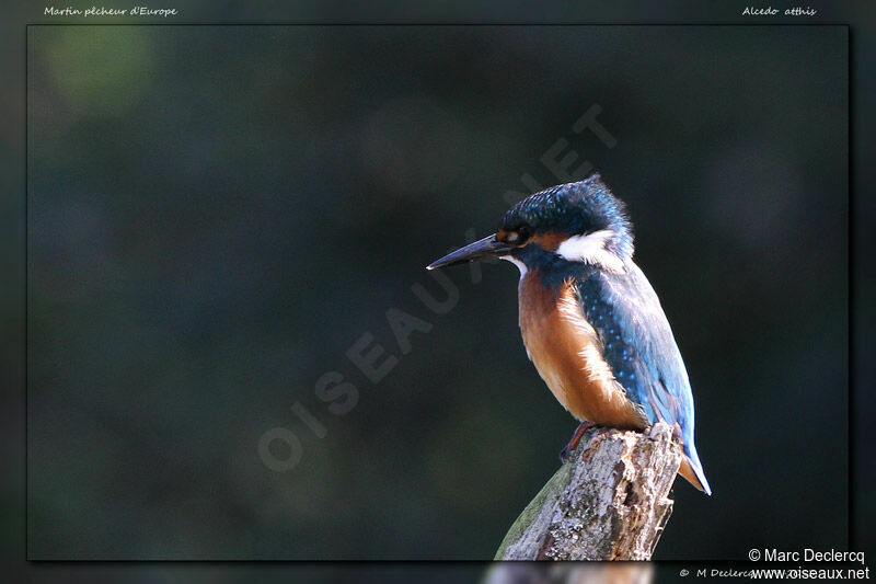 Common Kingfisher, identification