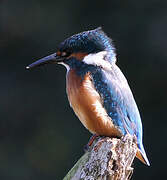 Common Kingfisher