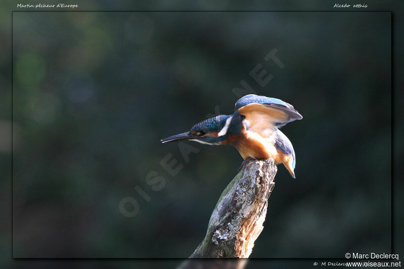 Common Kingfisher, identification