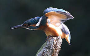 Common Kingfisher