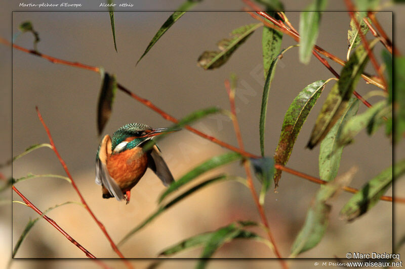 Common Kingfisher female, Flight