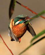 Common Kingfisher