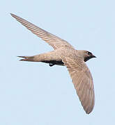 Alpine Swift