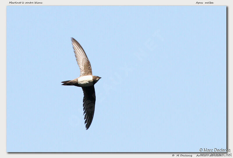 Alpine Swift, Flight