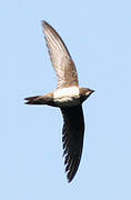 Alpine Swift