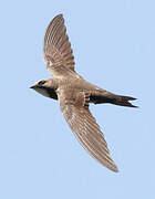 Alpine Swift