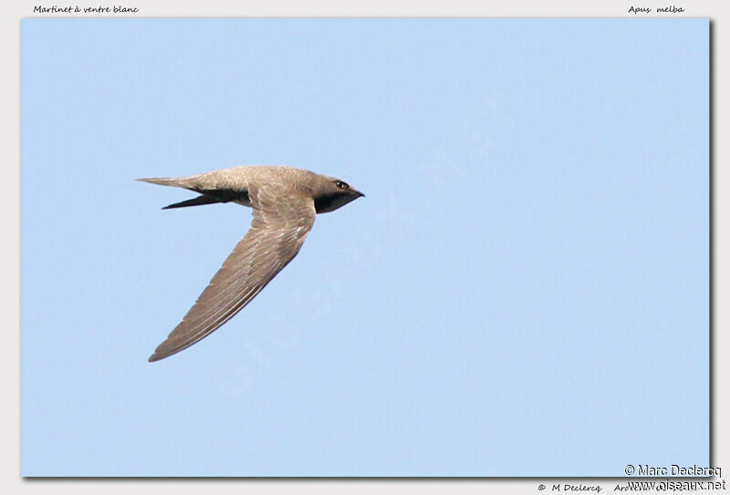 Alpine Swift, Flight