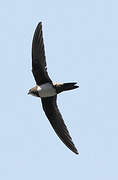 Alpine Swift