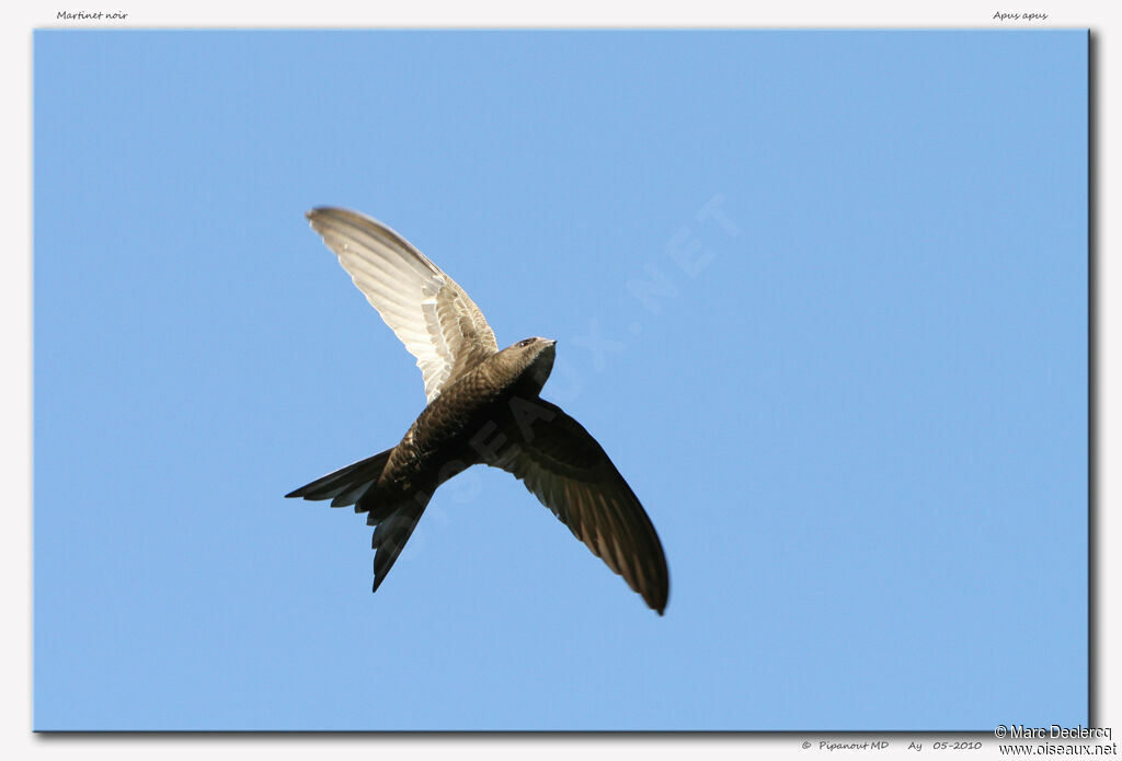 Common Swift, Flight