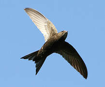 Common Swift