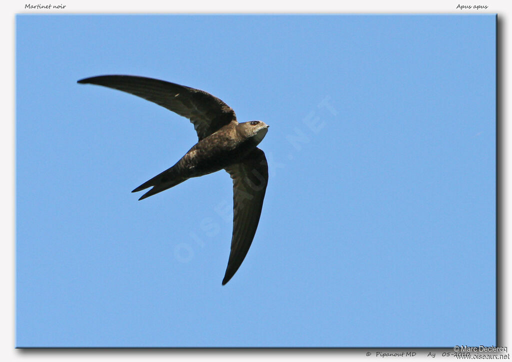 Common Swift, Flight