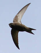 Common Swift