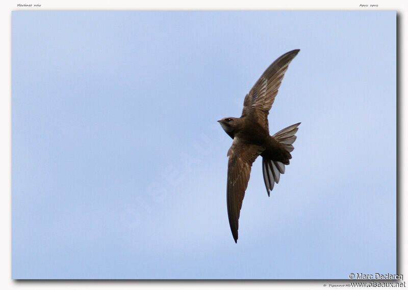 Common Swift, Flight