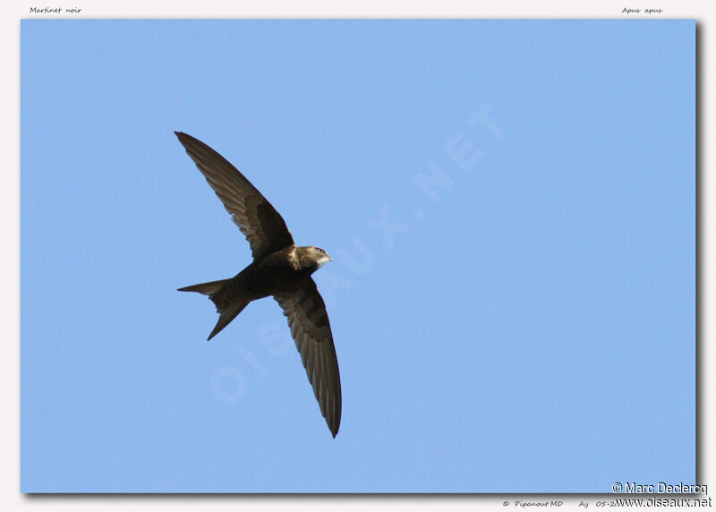 Common Swift, Flight