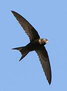 Common Swift