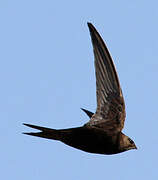 Common Swift