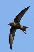 Common Swift