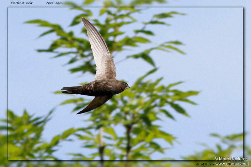 Common Swift, Flight