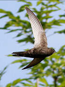 Common Swift