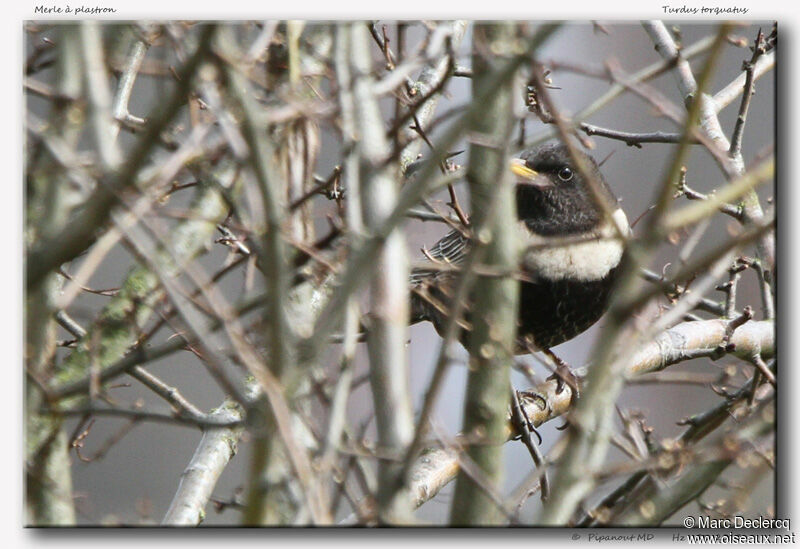 Ring Ouzel, identification