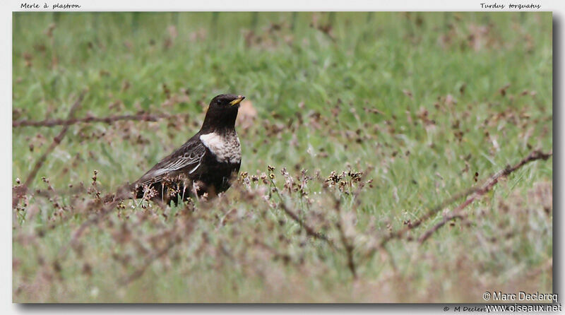 Ring Ouzel, identification