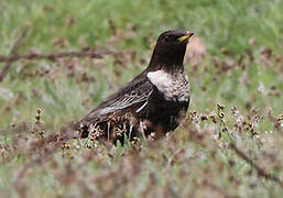 Ring Ouzel