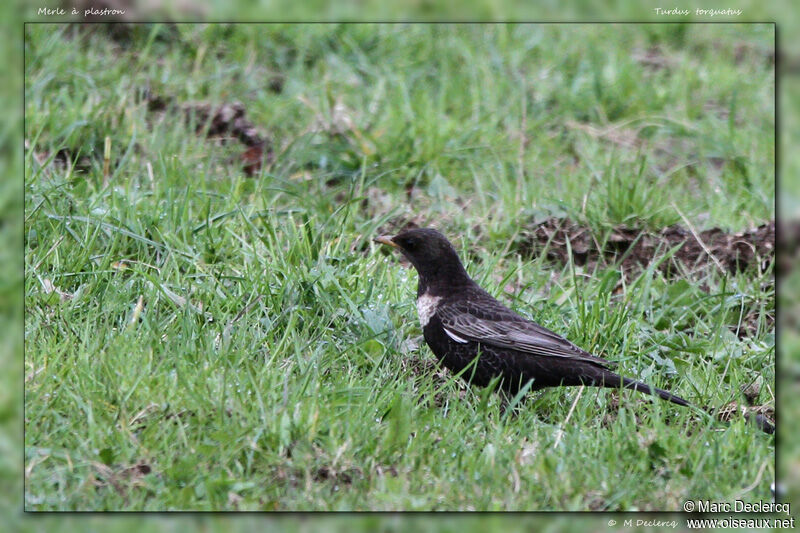 Merle à plastron, identification