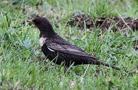 Ring Ouzel