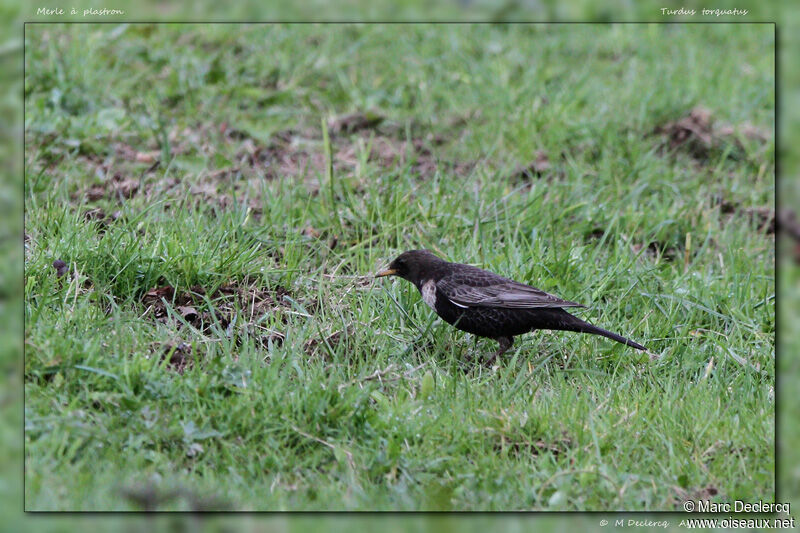 Merle à plastron, identification