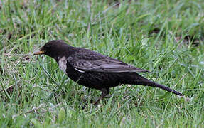 Ring Ouzel