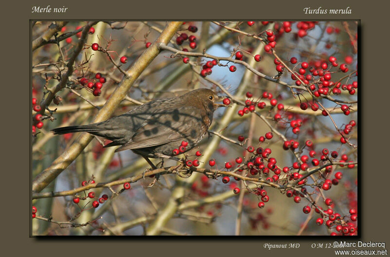 Merle noir, identification, régime, Comportement