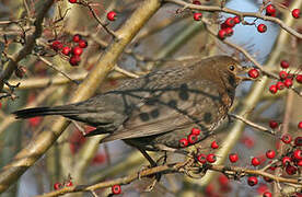 Common Blackbird