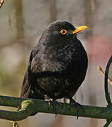 Common Blackbird