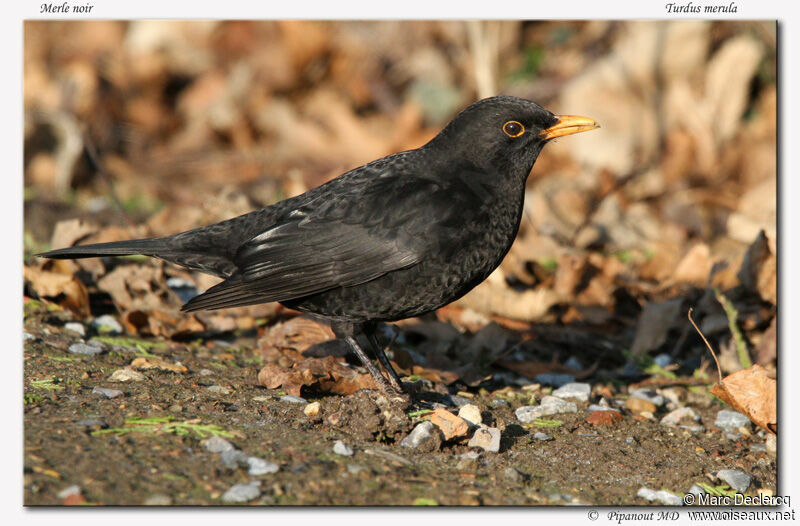 Merle noir mâle, identification