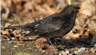 Common Blackbird