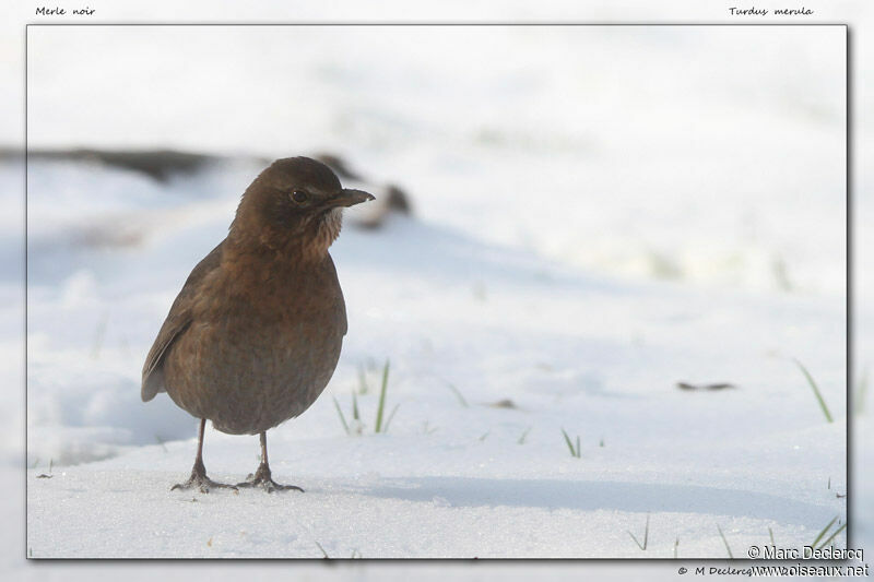 Common Blackbird, identification