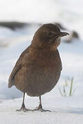 Common Blackbird