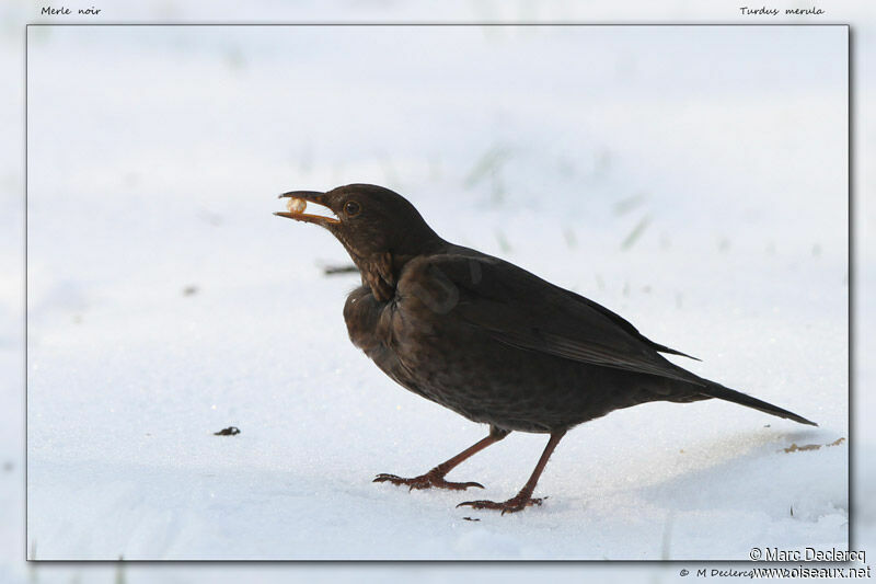 Common Blackbird, identification, feeding habits