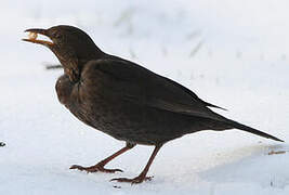 Common Blackbird